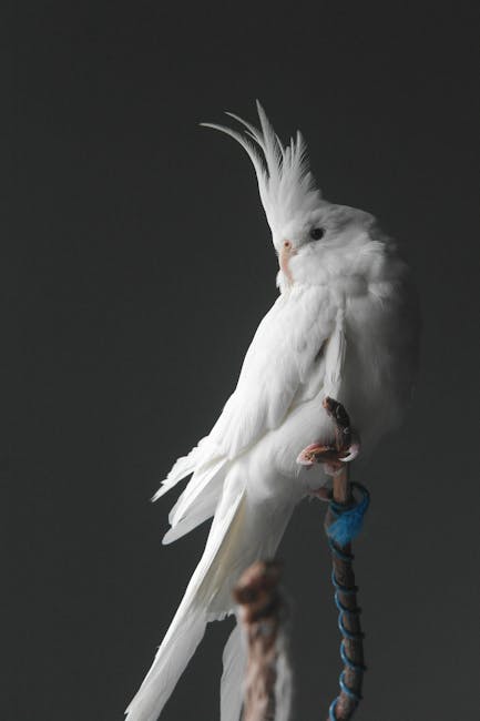 Cockatiels Image 5