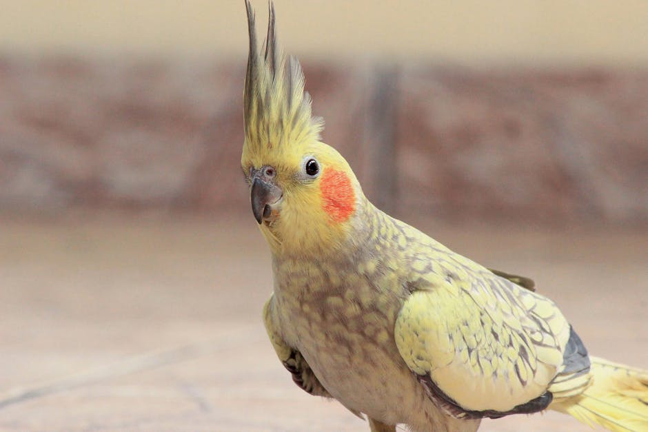 Cockatiels Image 10