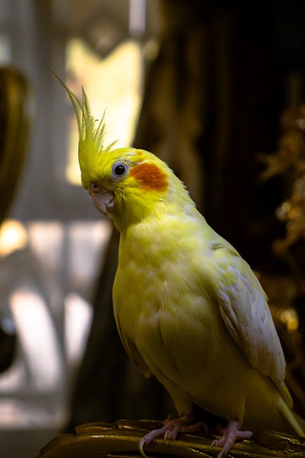 Cockatiels Image 8