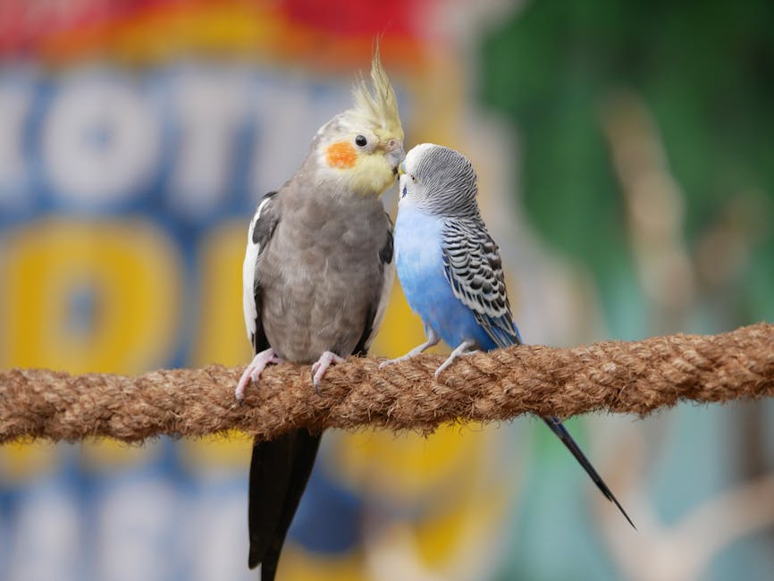 Cockatiels Image 2