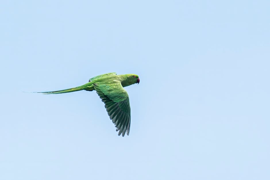 Conures_As_Pets Image 1