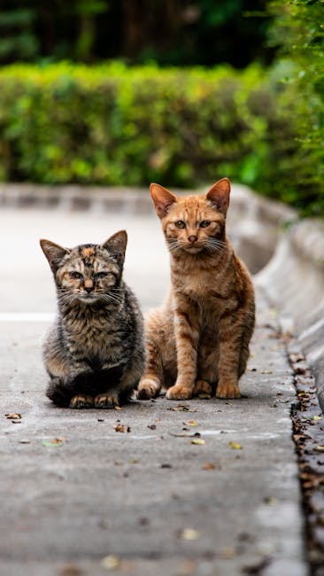 Cornish_Rex_Cats Image 2