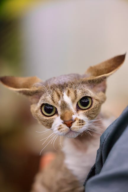 Cornish_Rex_Cats Image 3