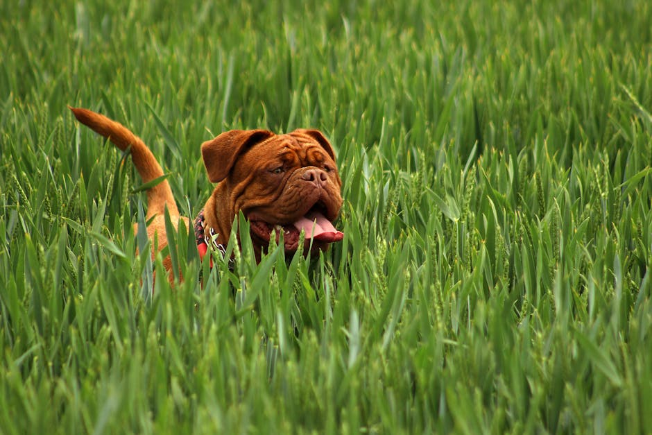 Dogue_De_Bordeaux Image 2