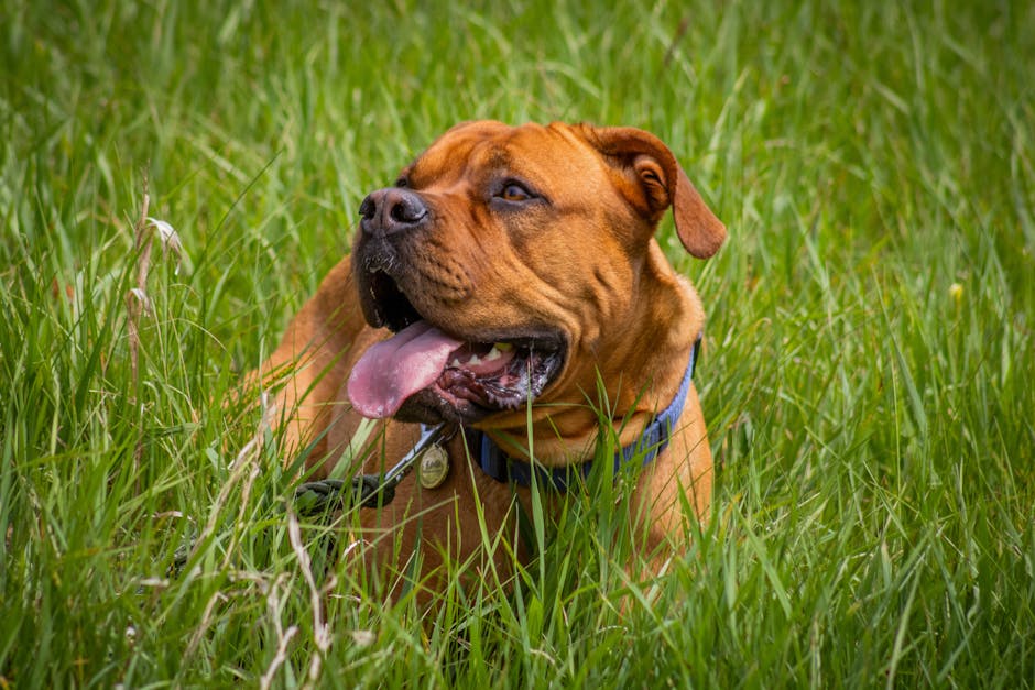 Dogue_De_Bordeaux Image 3