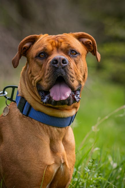 Dogue_De_Bordeaux Image 5