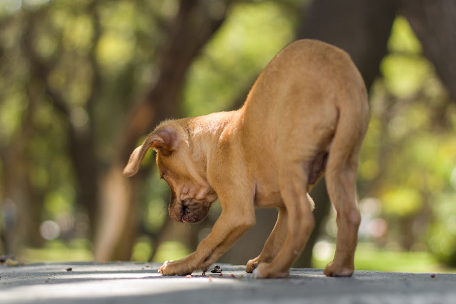 Dogue_De_Bordeaux Image 4