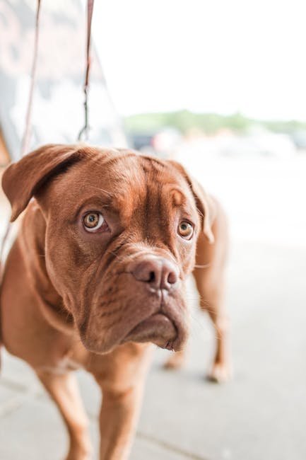 Dogue_De_Bordeaux Image 8