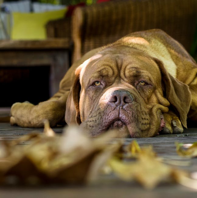 Dogue_De_Bordeaux Image 6