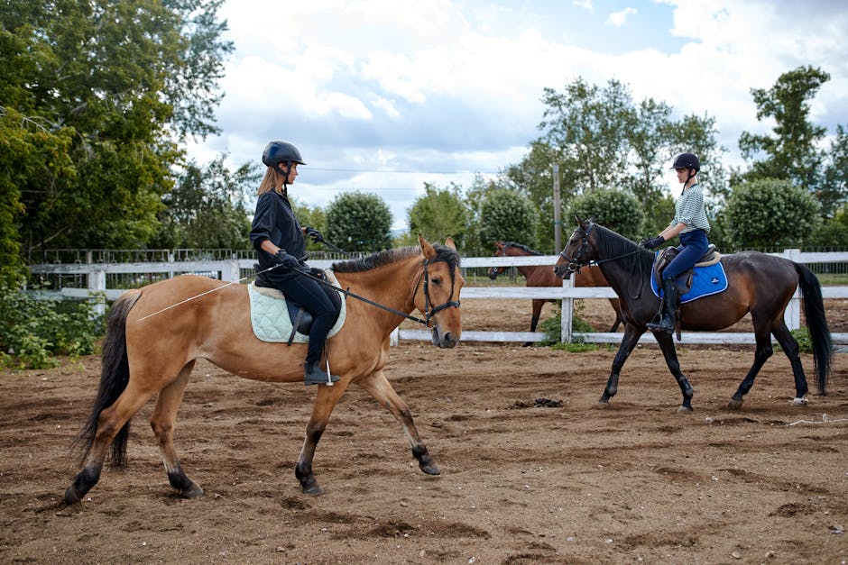 Dressage_Training Image 3