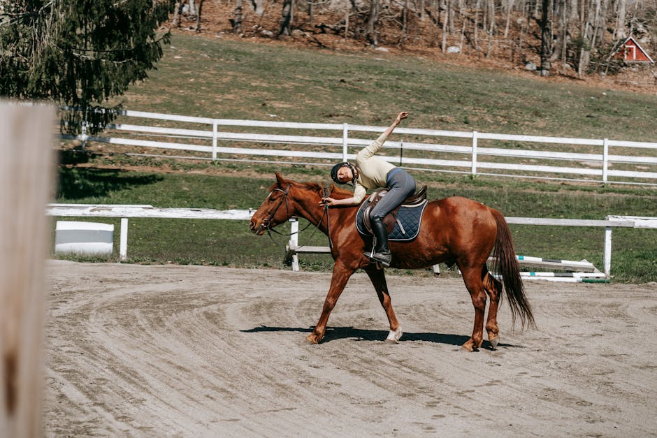 Dressage_Training Image 8