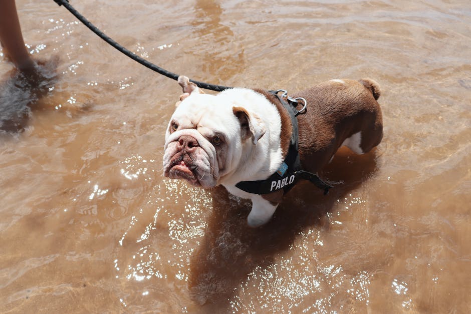 English_Bulldog_Breed Image 10