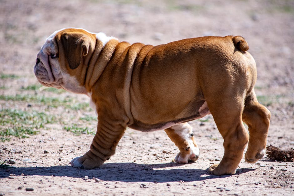 English_Bulldog_Breed Image 9