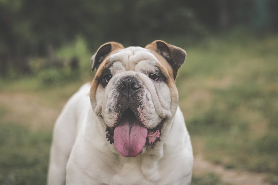 English_Bulldog_Breed Image 6