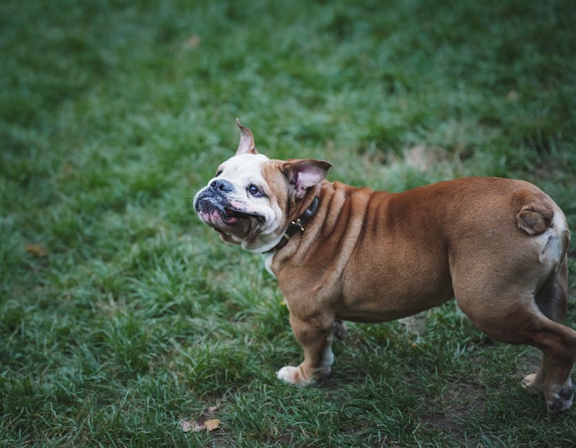 English_Bulldog_Breed Image 1