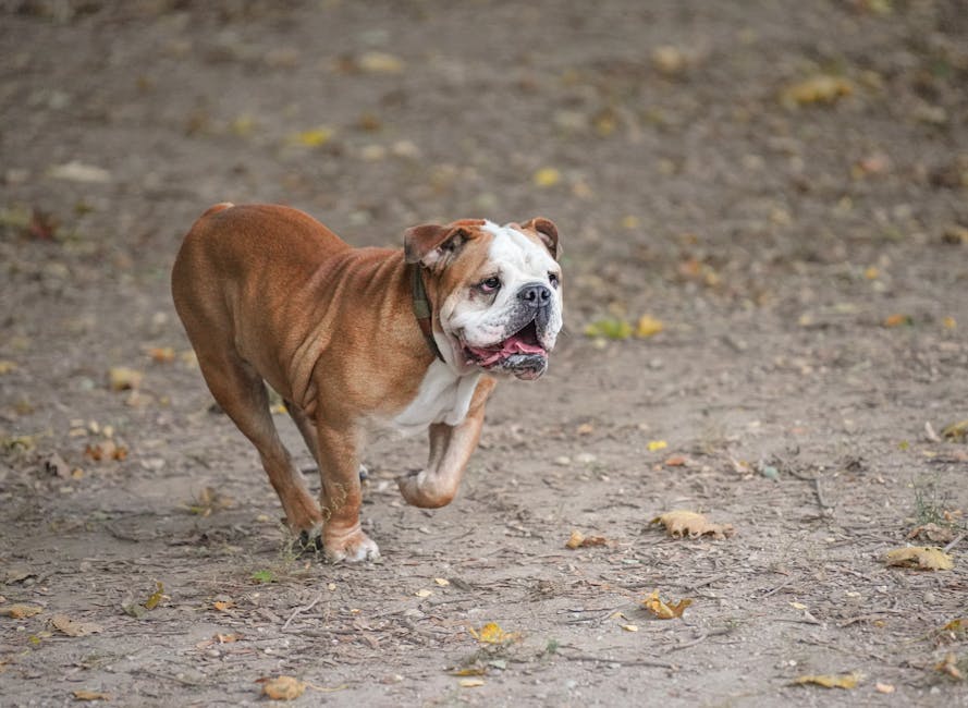 English_Bulldog_Breed Image 3