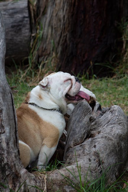 English_Bulldog_Breed Image 5