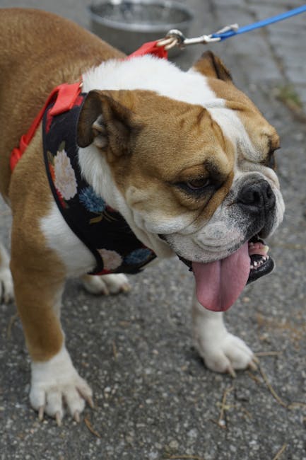 English_Bulldog_Breed Image 2