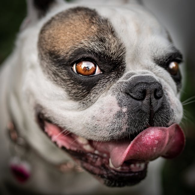 French_Bulldog_Care Image 3