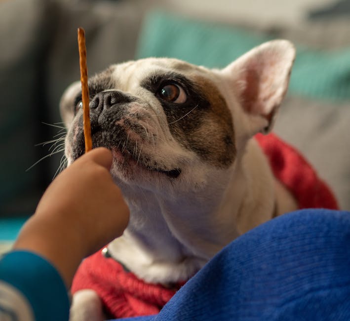 French_Bulldog_Care Image 2