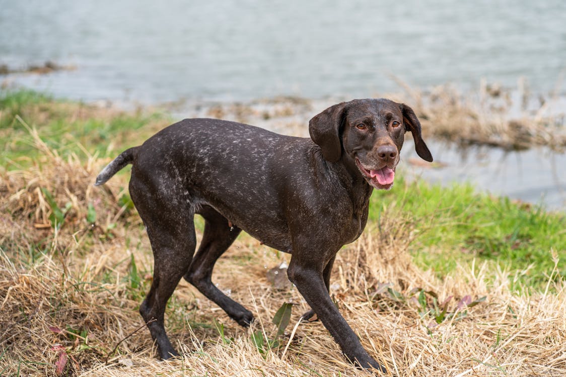 German_Shorthaired_Pointer Image 2