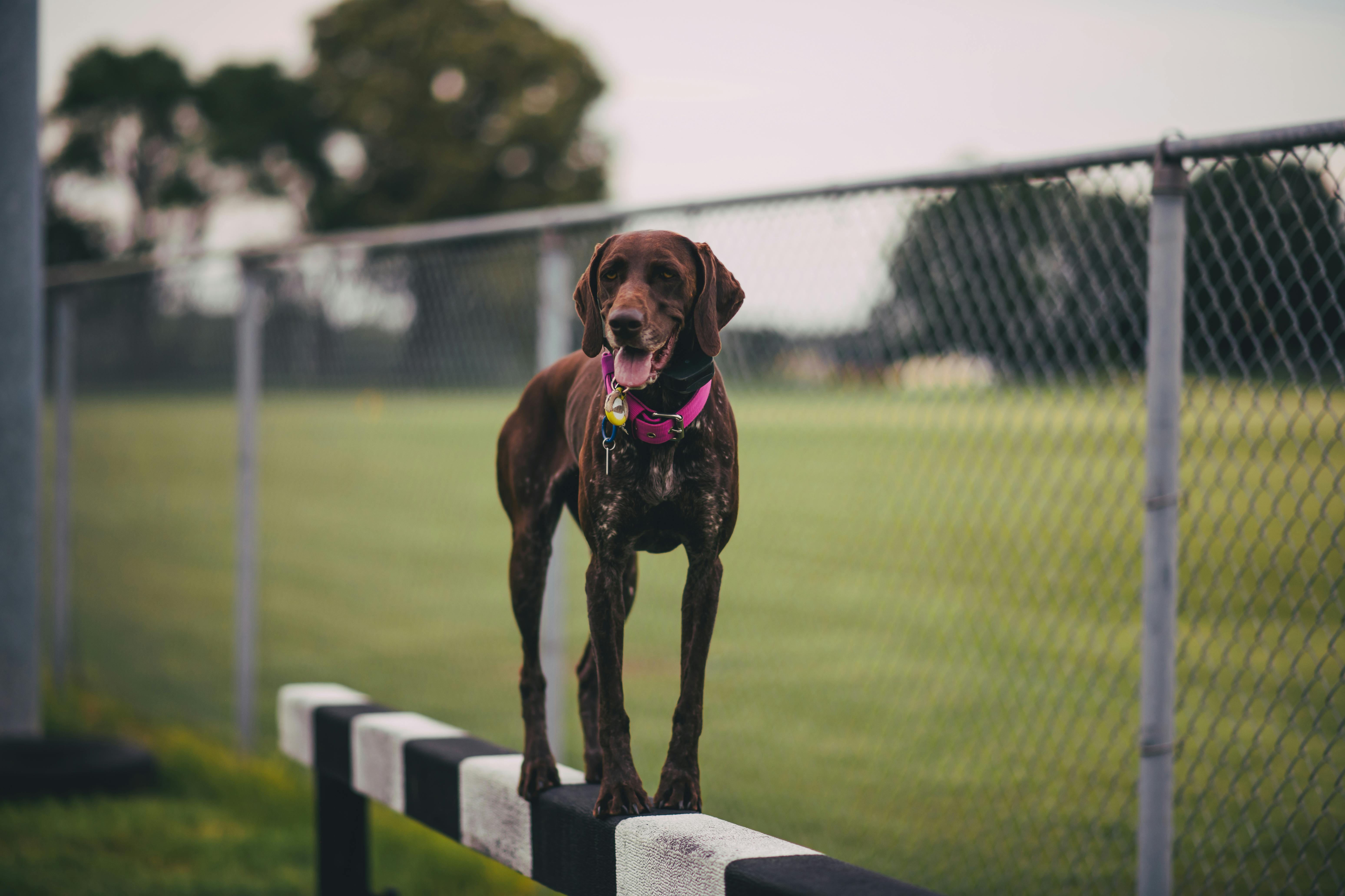 German_Shorthaired_Pointer Image 1