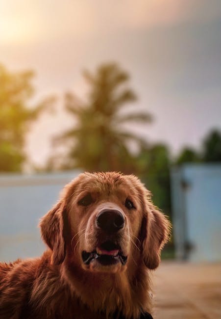 Golden_Retriever Image 8