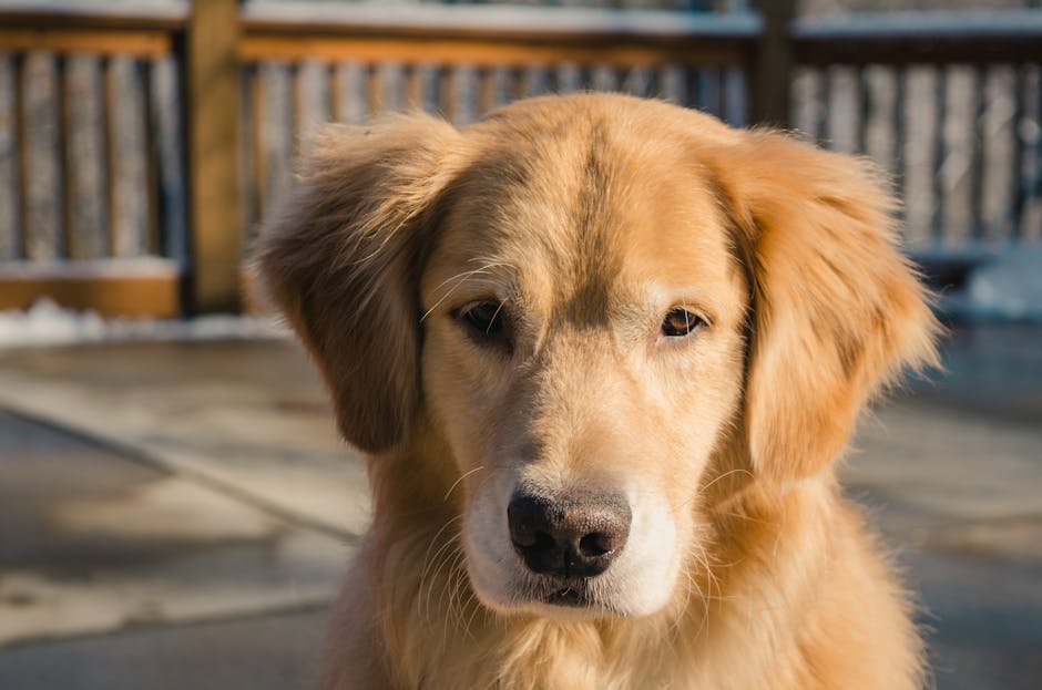 Golden_Retriever Image 7