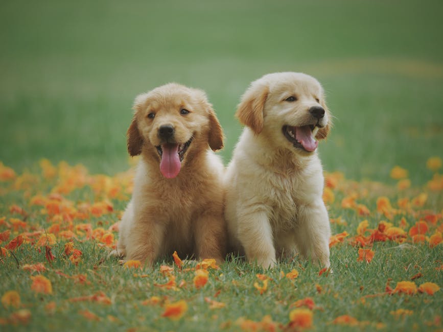 Golden_Retriever Image 5