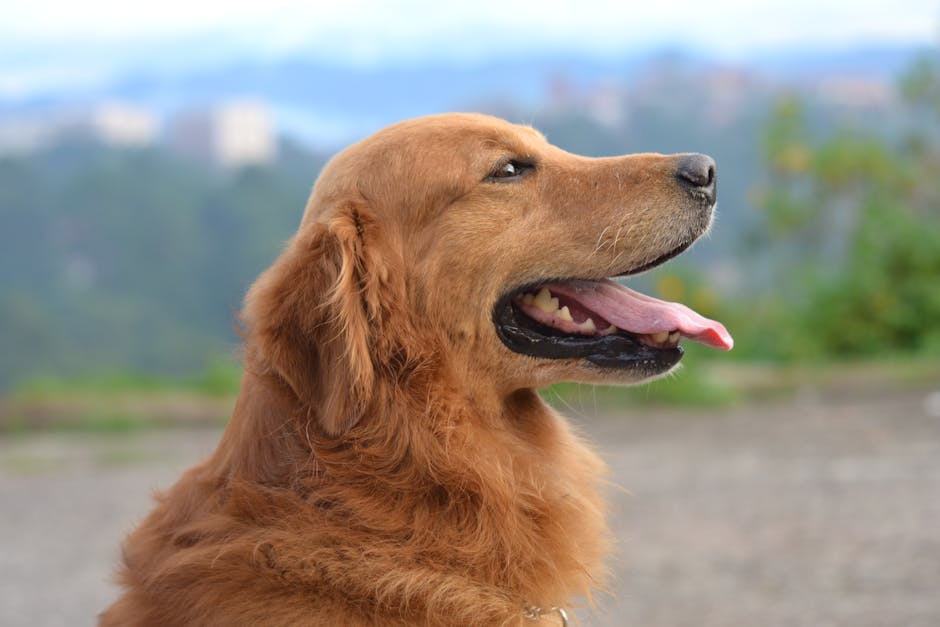 Golden_Retriever Image 10