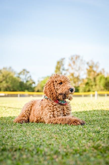 Goldendoodle_Guide Image 8