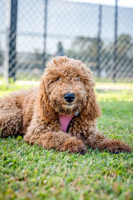 Goldendoodle_Guide Image 4