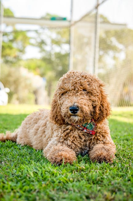 Goldendoodle_Guide Image 3