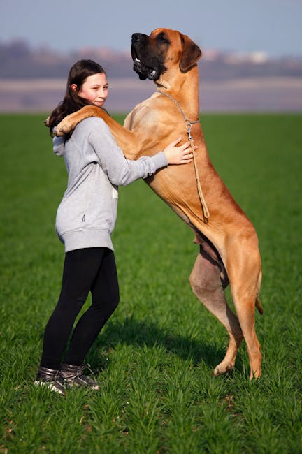 Great_Dane Image 7