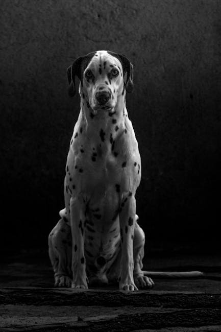 Great_Dane Image 5