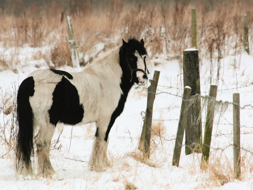 Gypsy_Vanner_Horse Image 9