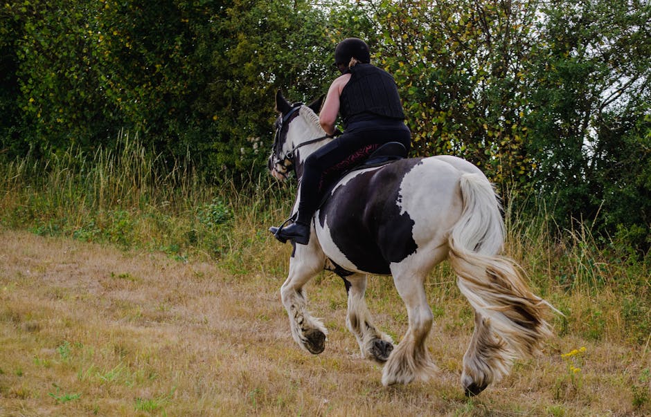 Gypsy_Vanner_Horse Image 1