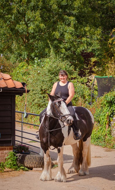 Gypsy_Vanner_Horse Image 8