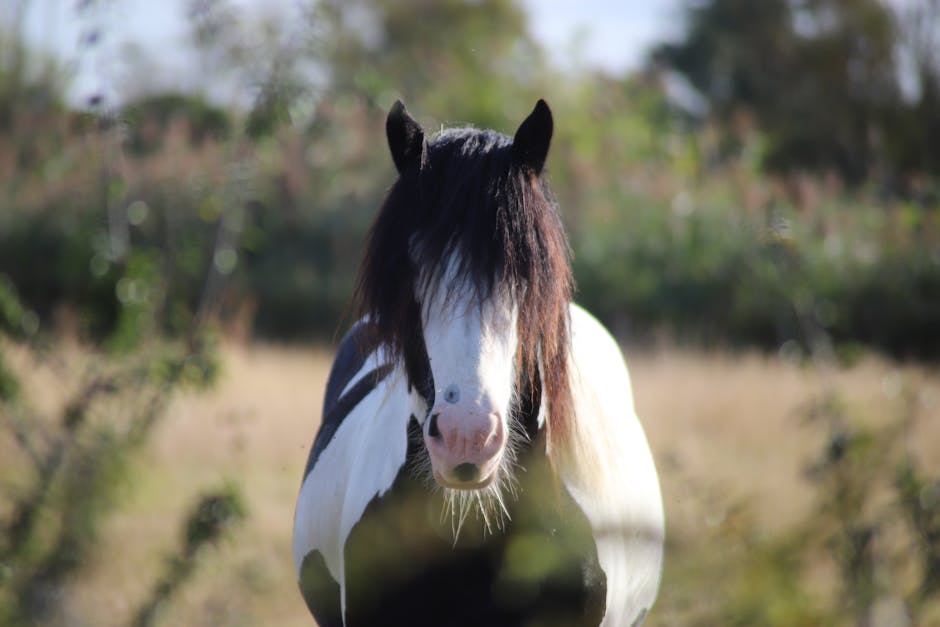 Gypsy_Vanner_Horse Image 6