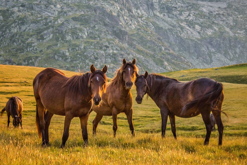 Gypsy_Vanner_Horse Image 3