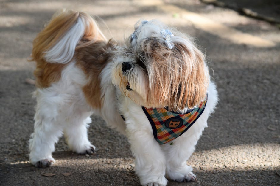 Havanese_Dog_Breed Image 6