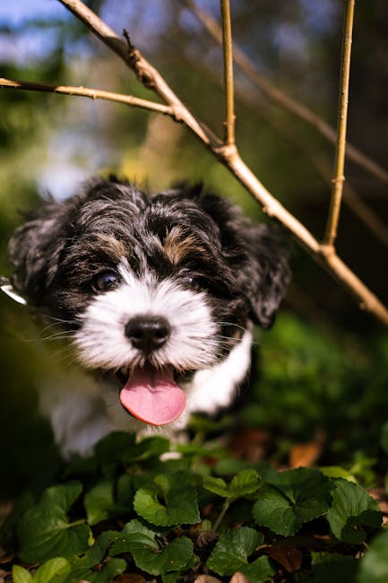 Havanese_Dog_Breed Image 3