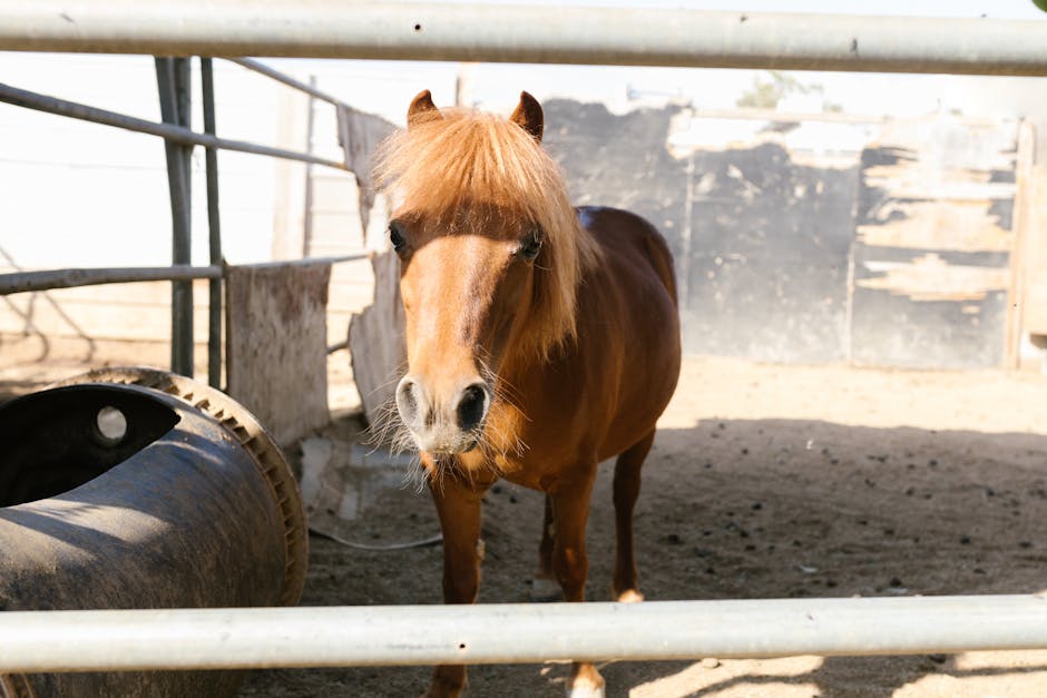 Horse_Grooming_Tips Image 7