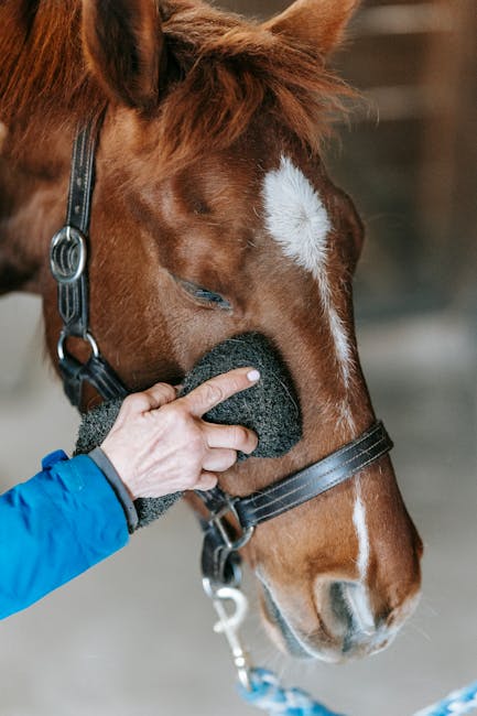 Horse_Health_Care Image 2