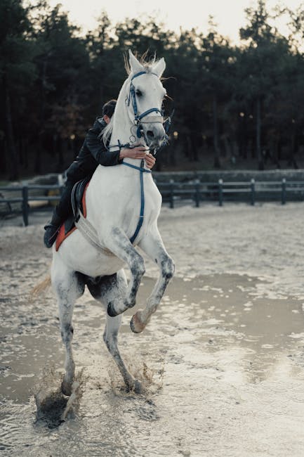 Horse_Show_Jumping Image 2