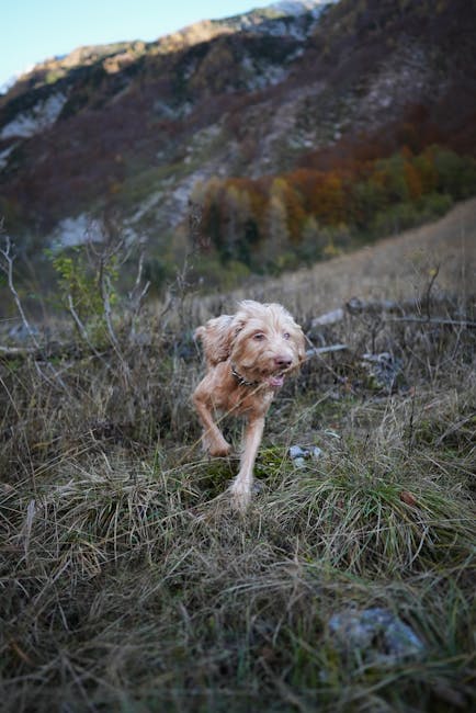 Hungarian_Vizsla Image 3