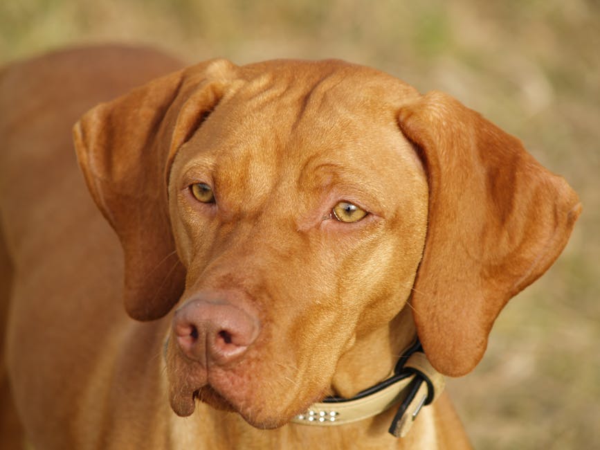 Hungarian_Vizsla Image 5