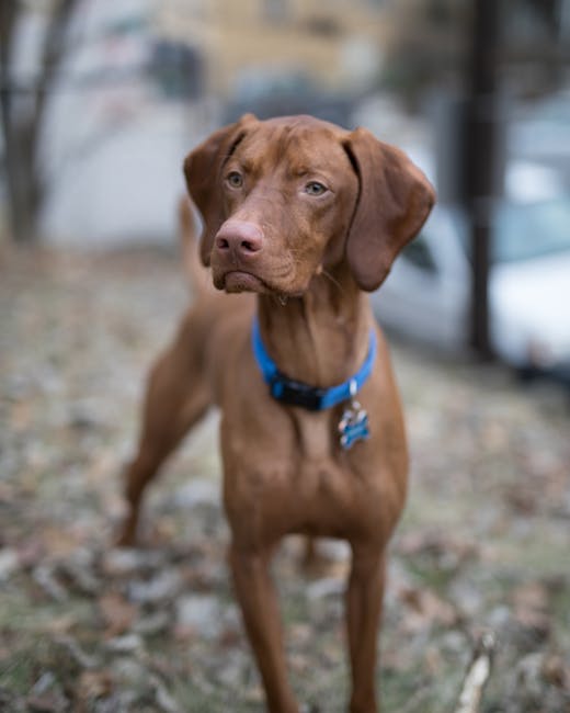 Hungarian_Vizsla Image 2