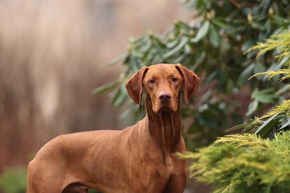 Hungarian_Vizsla Image 8