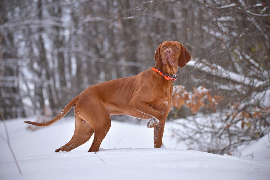 Hungarian_Vizsla Image 4